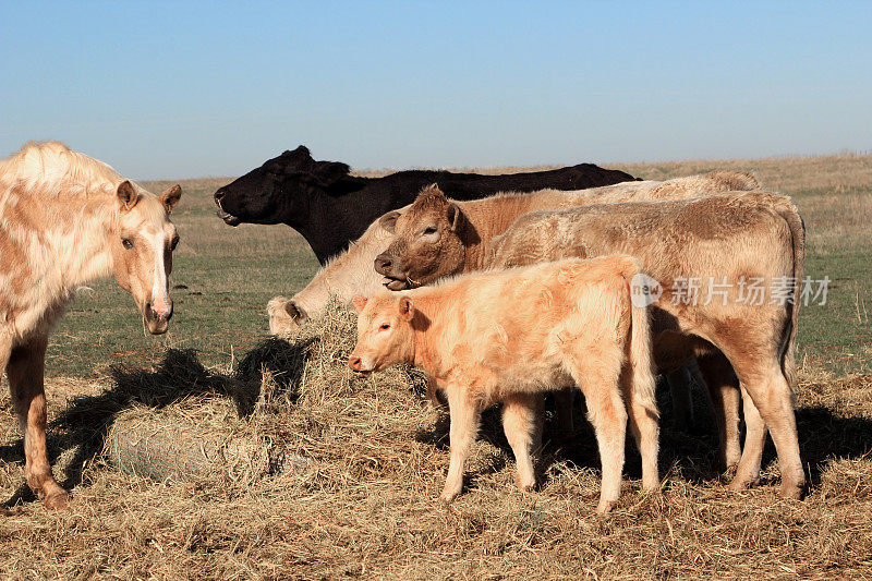 Charlois Angus是吃干草的马和小牛的杂交品种